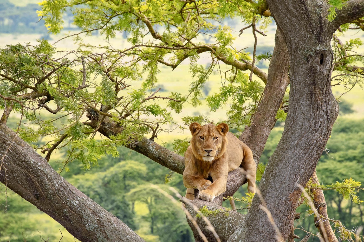 6-Day Queen Elizabeth & Bwindi Adventure