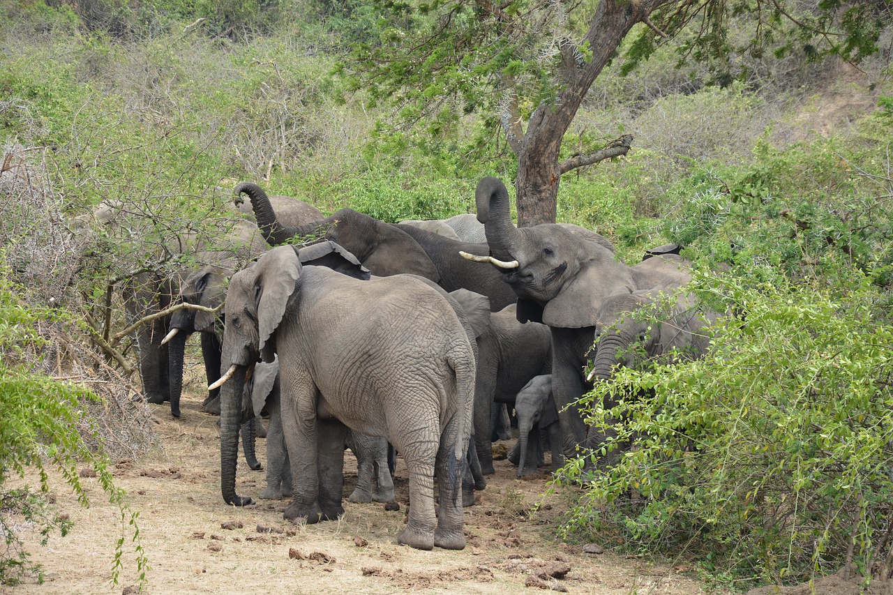 6-Day Queen Elizabeth & Bwindi Adventure