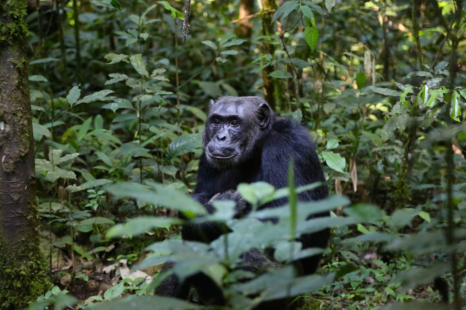 6-Day Rwanda Culture & Wildlife Safari