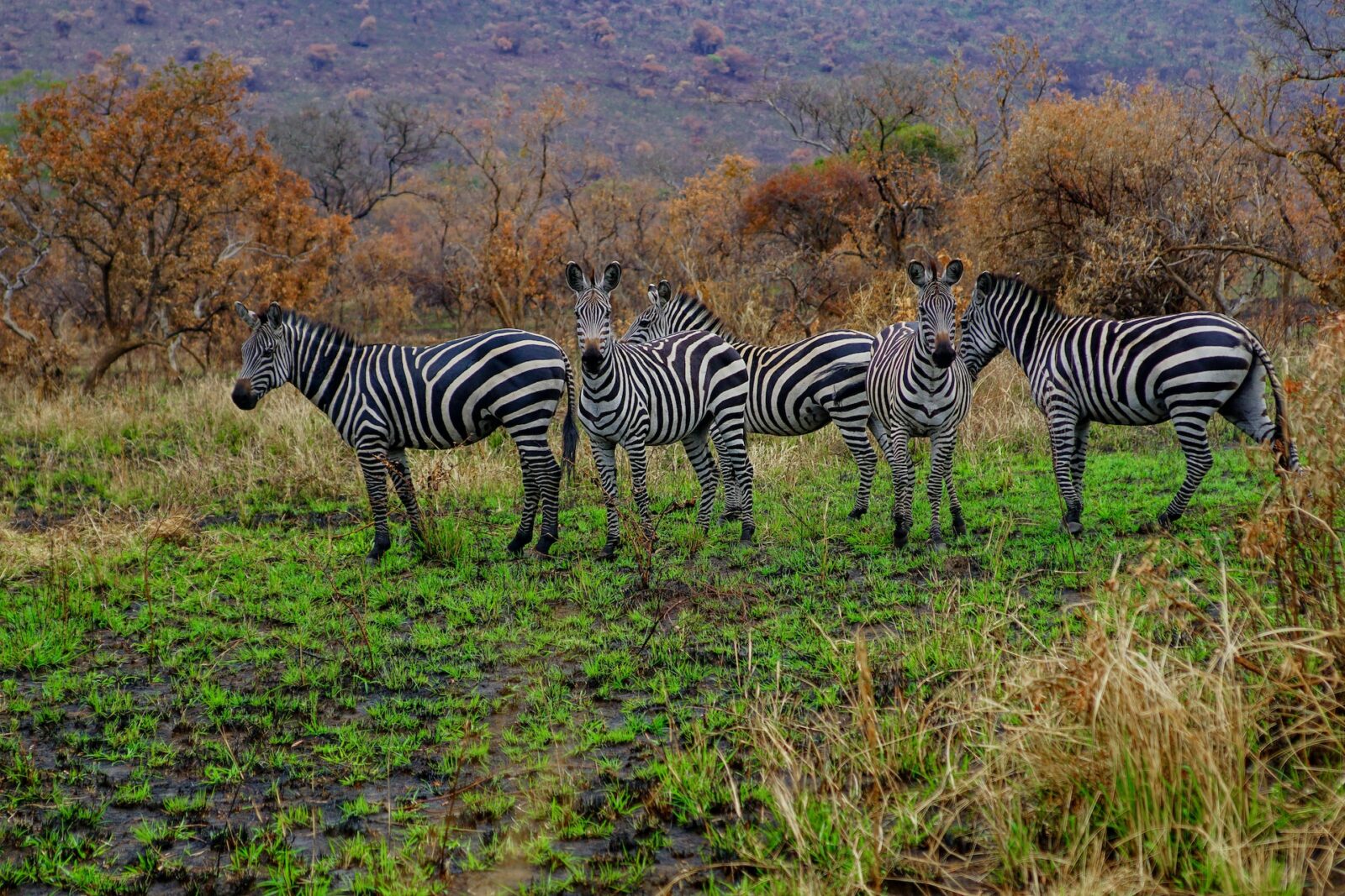 6-Day Rwanda Culture & Wildlife Safari