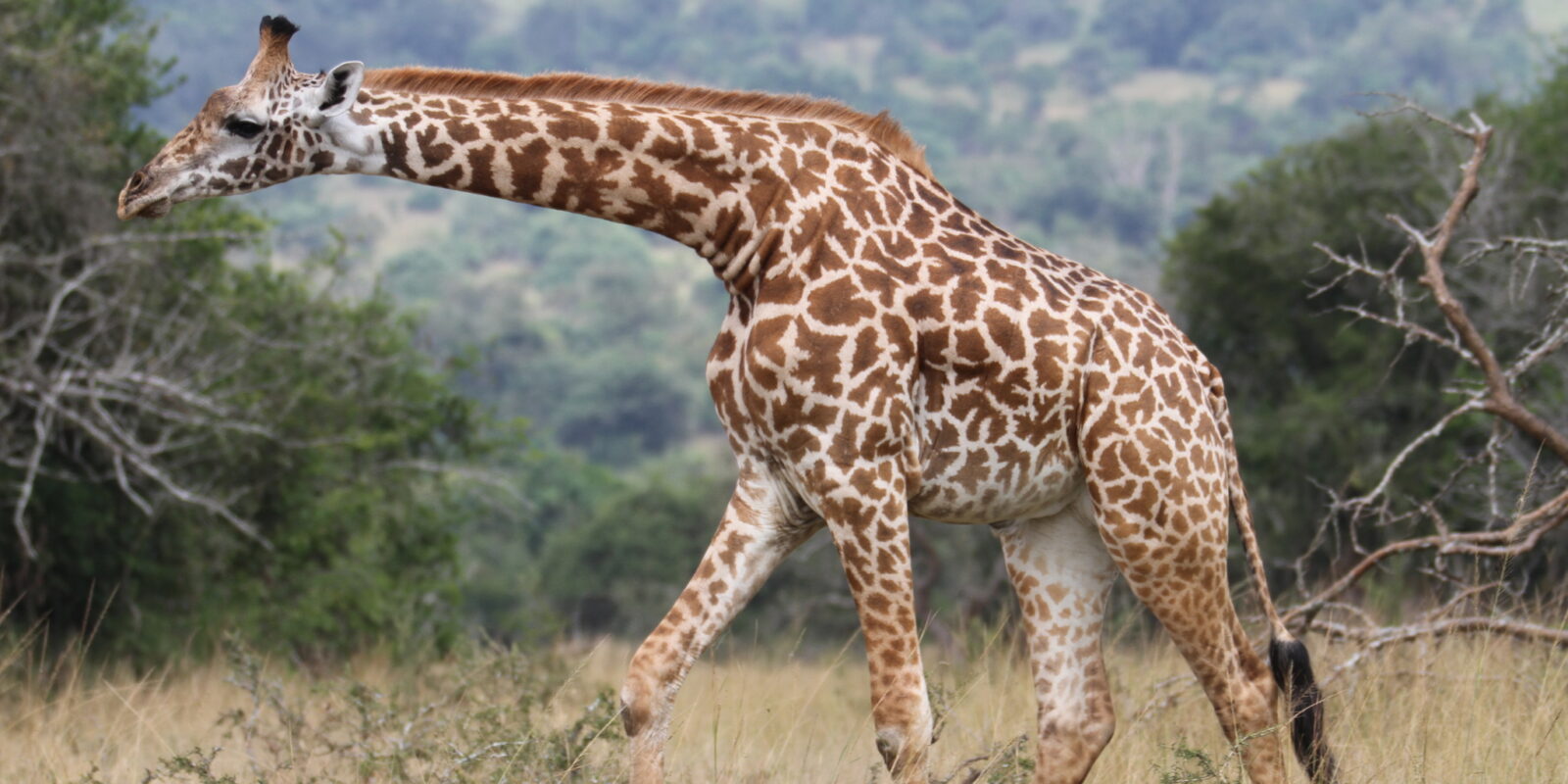6-Day Rwanda Culture & Wildlife Safari