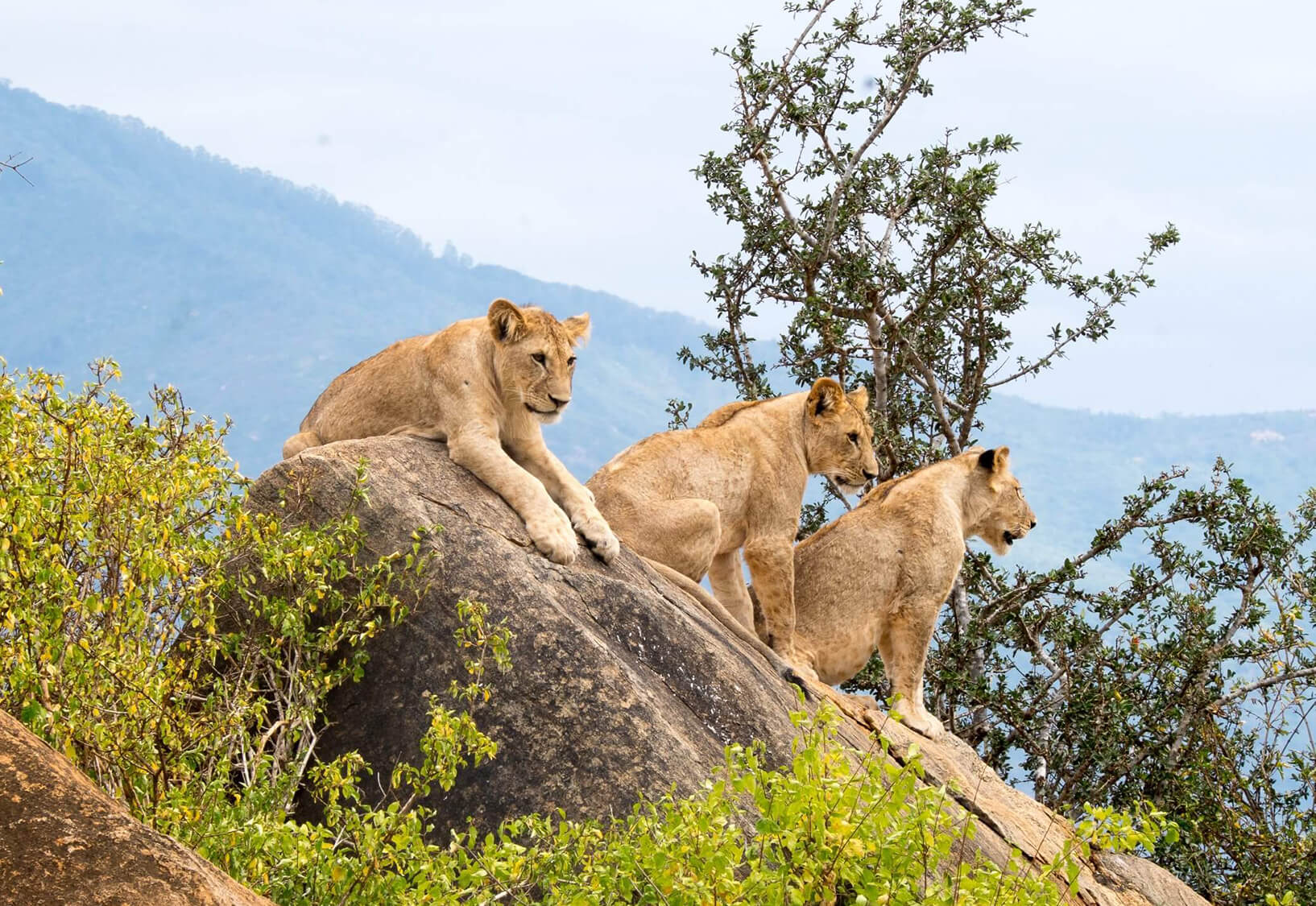 6 Days Kenya Honeymoon Safari 2 6 Days Kenya Honeymoon Safari