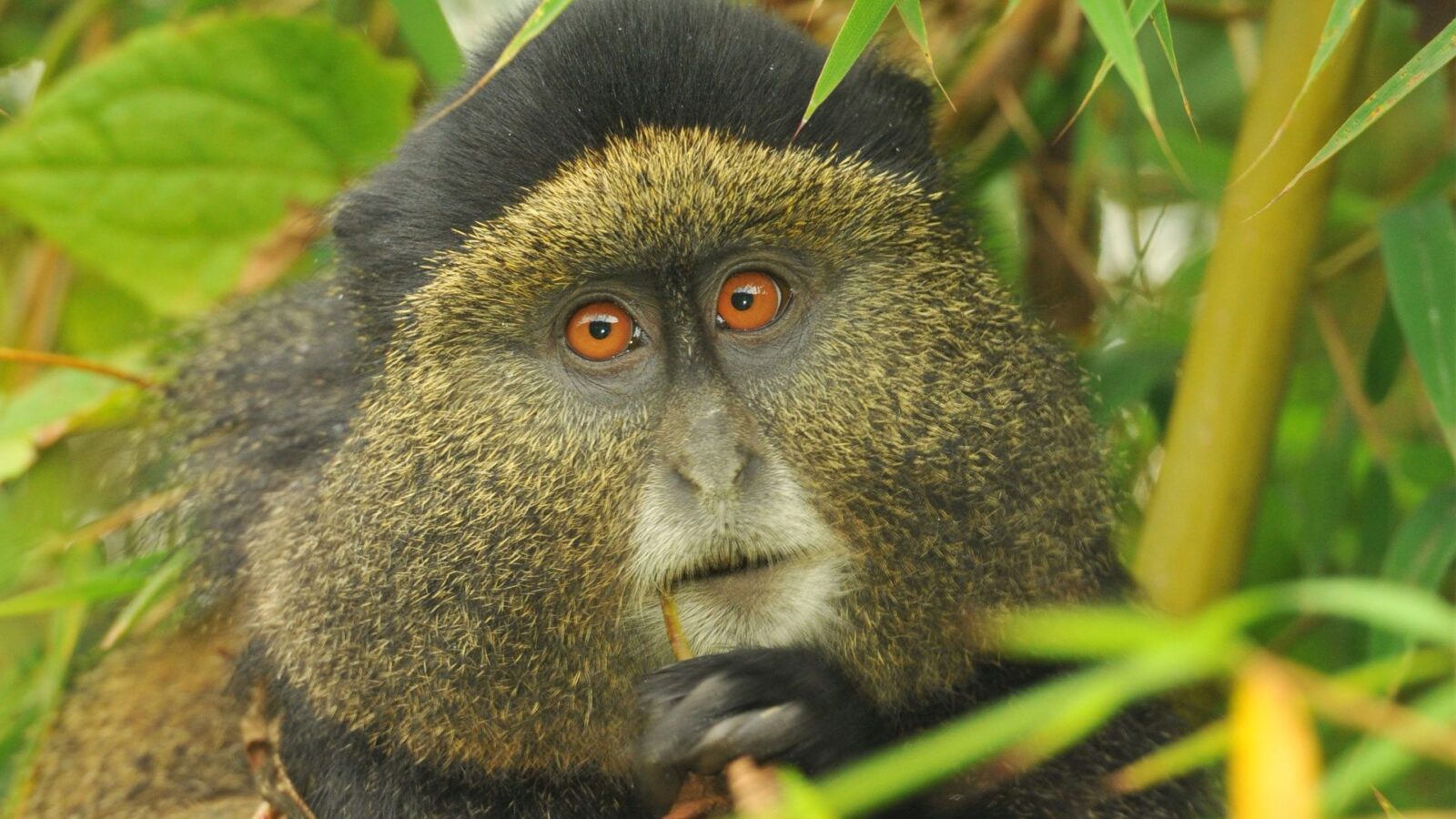 6 Days Rwanda Volcanoes & Lake Kivu Adventure
