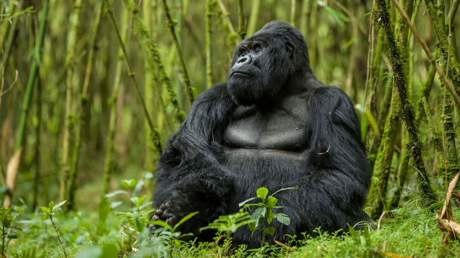6 Days Rwanda Volcanoes & Lake Kivu Adventure