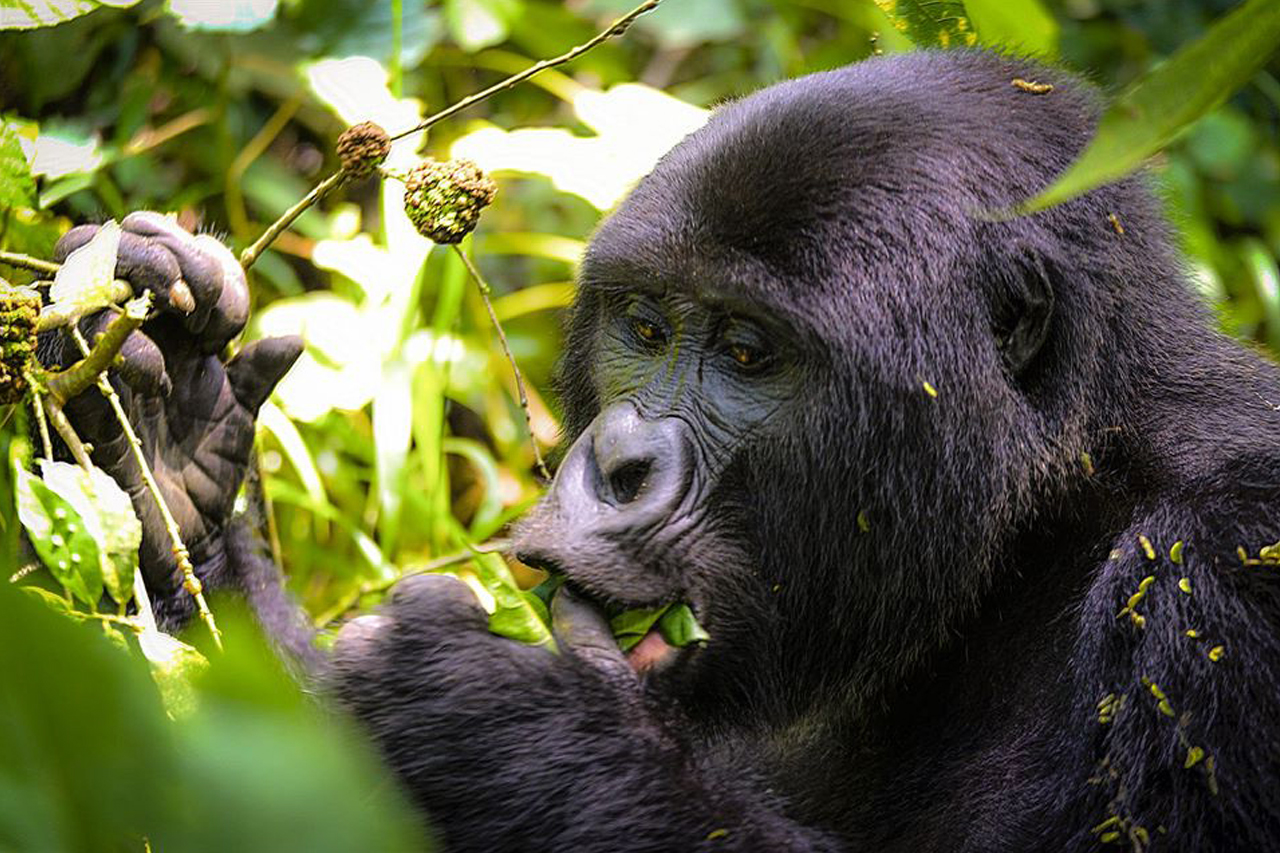 6 Days Uganda & Rwanda Highlights Safari