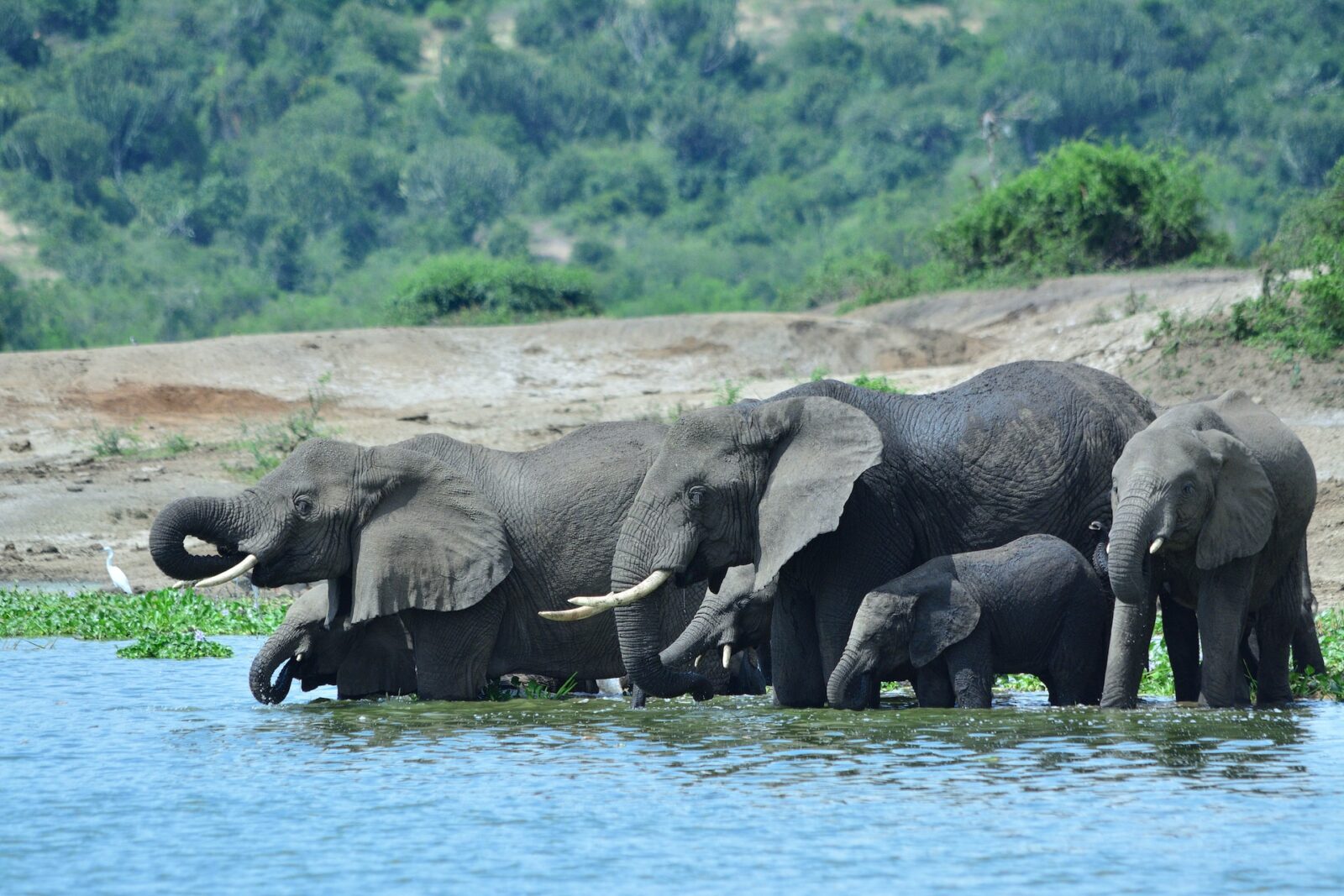 6 Days Uganda & Rwanda Highlights Safari