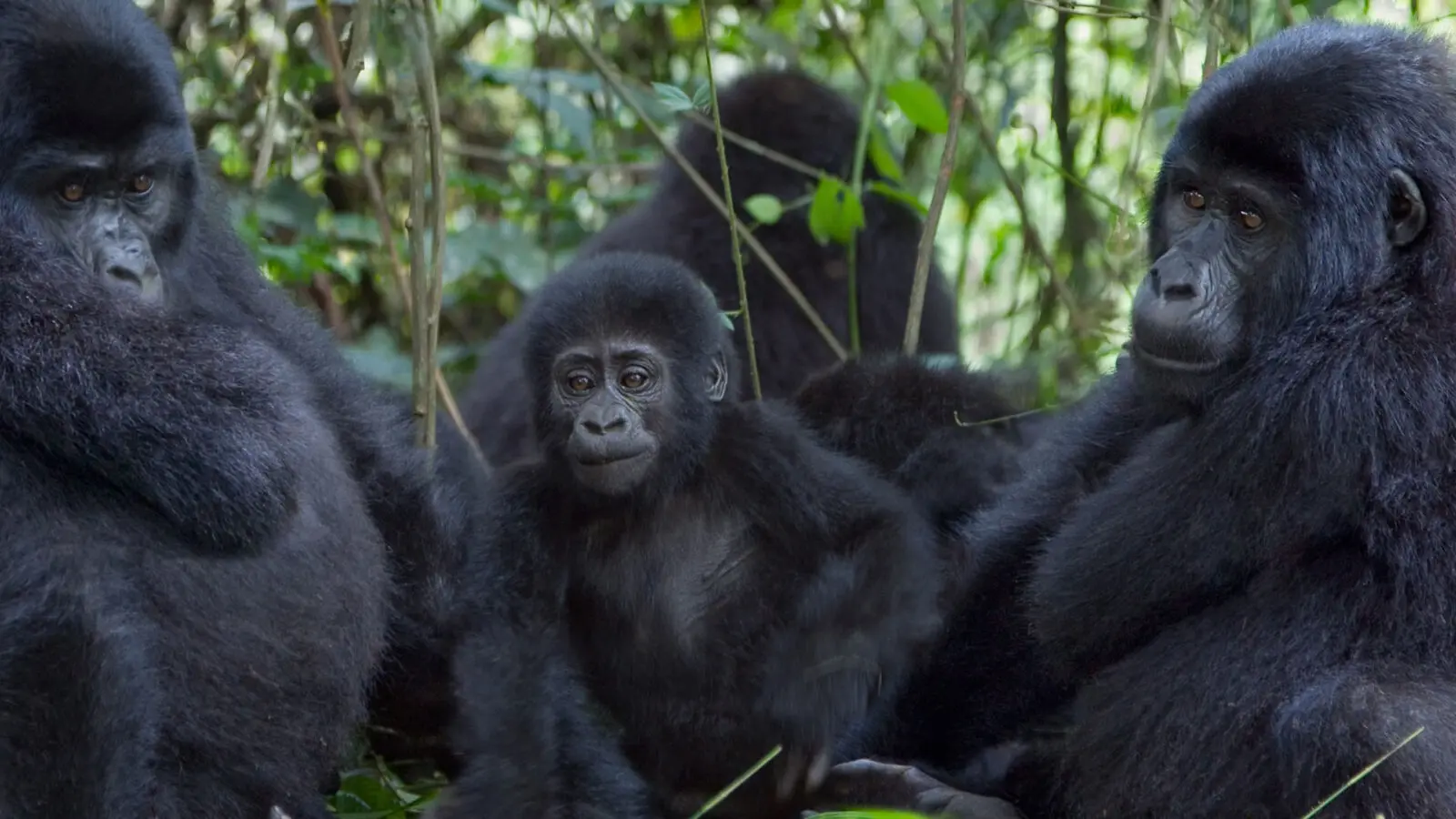 6 Days Uganda & Rwanda Highlights Safari