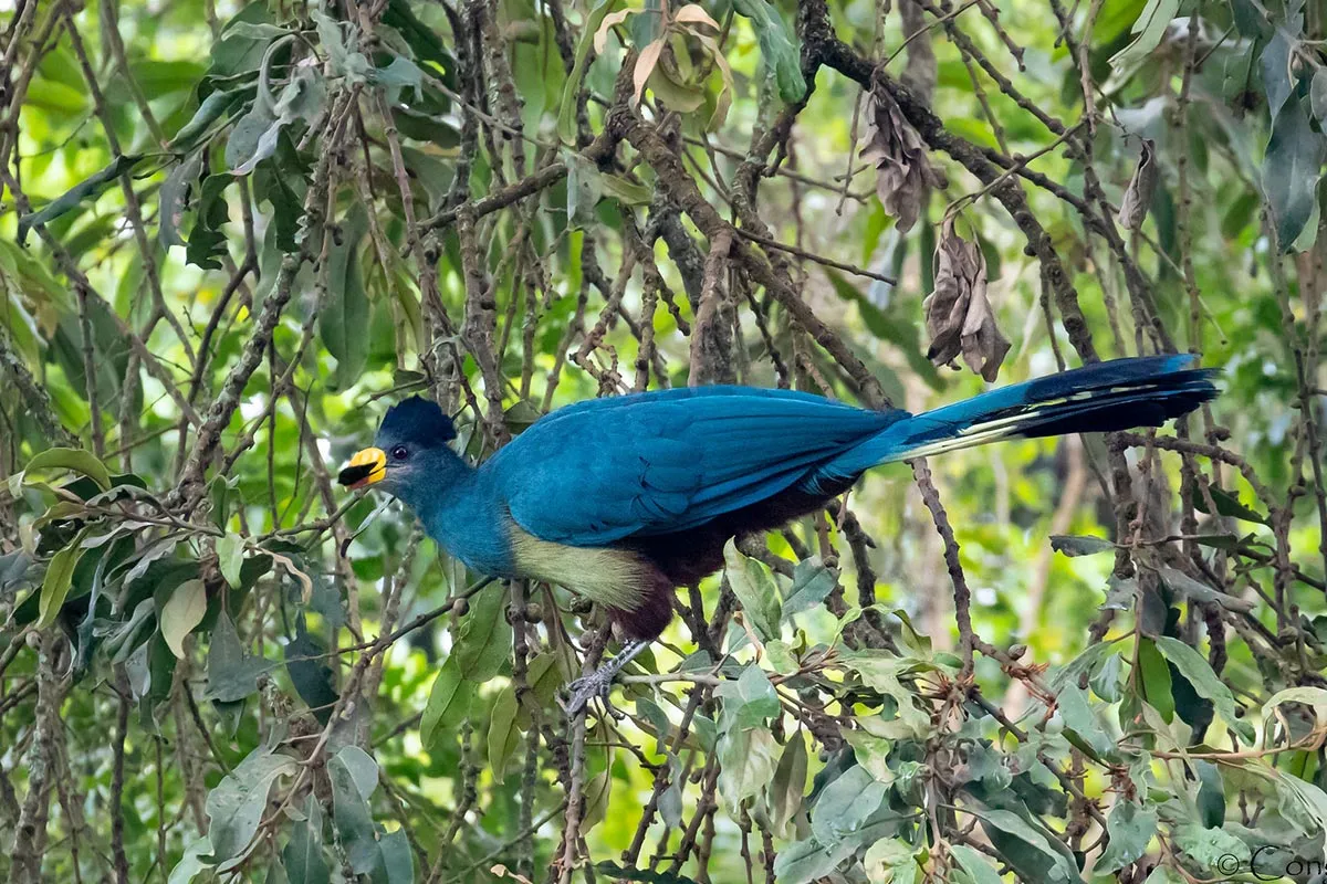7-Day Birding & Wildlife Safari