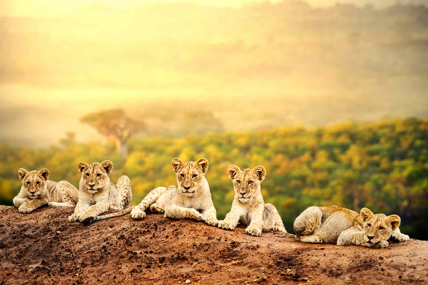7-Day Birding & Wildlife Safari