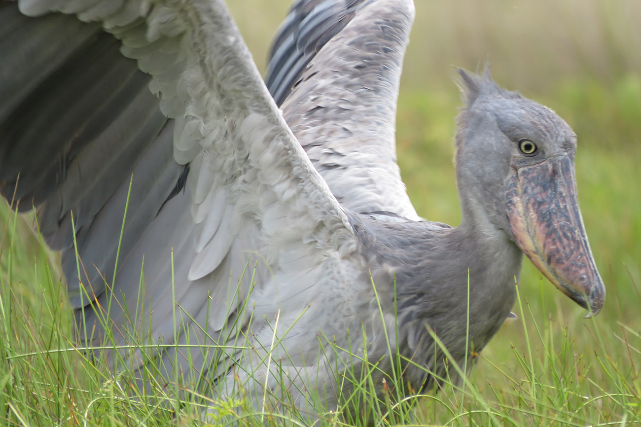 7-Day Birding & Wildlife Safari