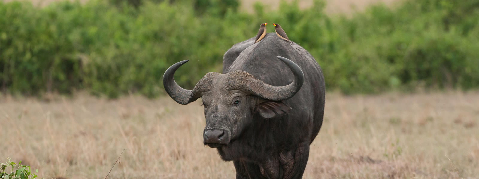 7-Day Birding & Wildlife Safari