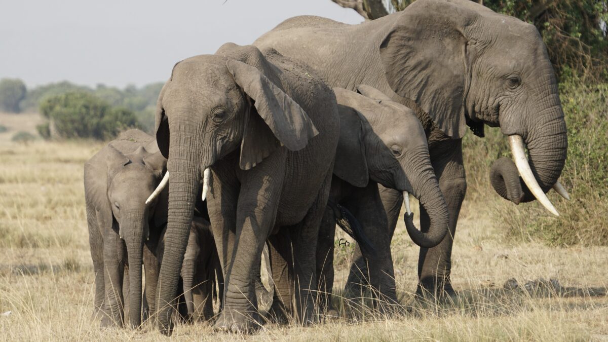 7-Day Kenya Big Five Safari