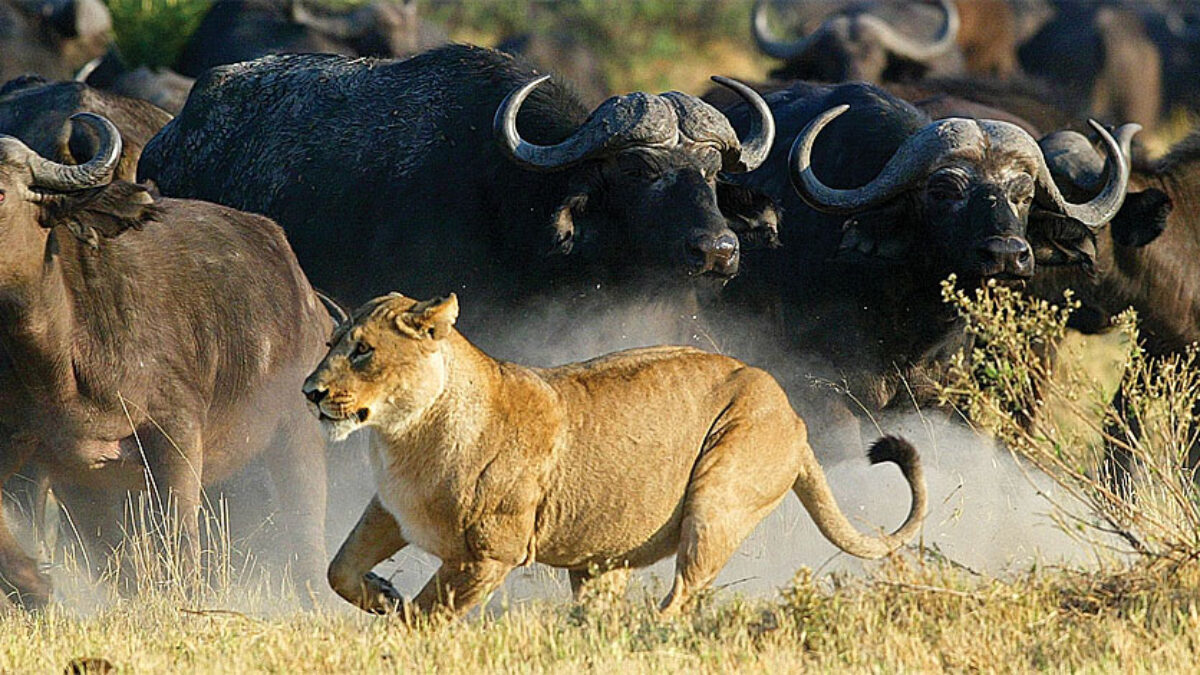 7-Day Kenya Big Five Safari