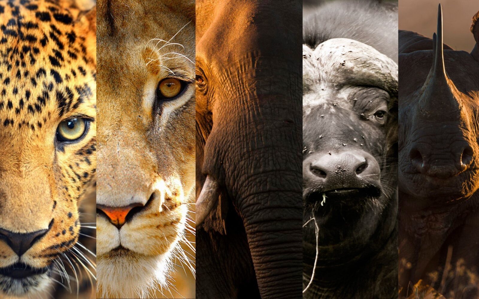 7-Day Kenya Big Five Safari