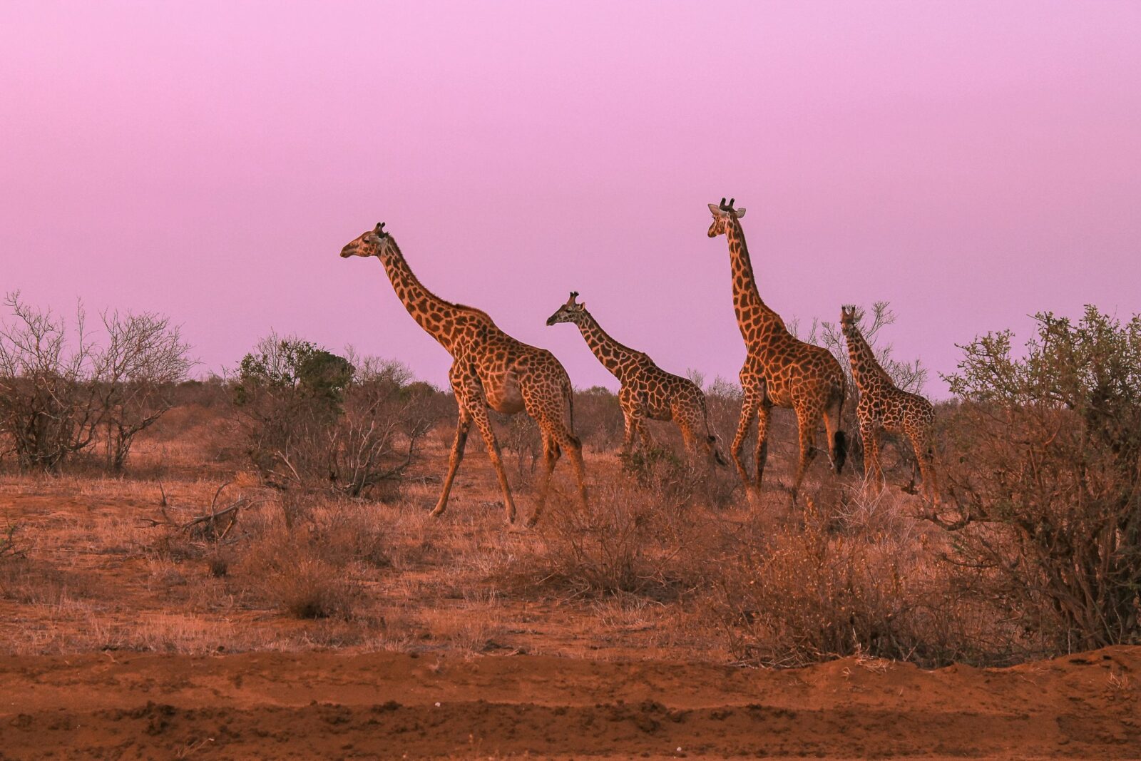 7-Day Kenya Photography Safari