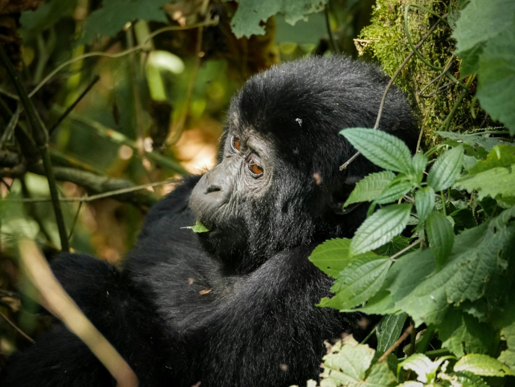 7-Day Rwanda Primate & Big Five Safari 1 7-Day Rwanda Primate & Big Five Safari