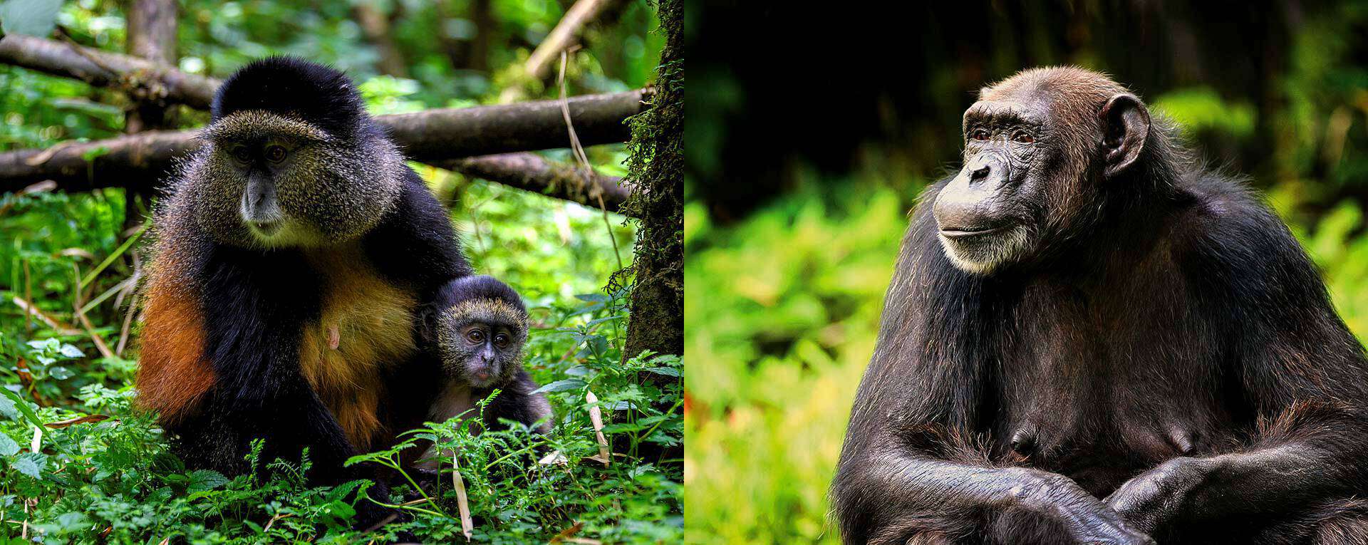 7-Day Rwanda Primate & Big Five Safari 3 7-Day Rwanda Primate & Big Five Safari