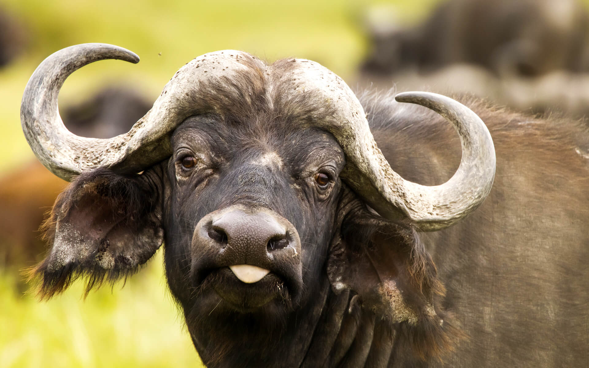 7-Day Rwanda Primate & Big Five Safari 7-Day Rwanda Primate & Big Five Safari