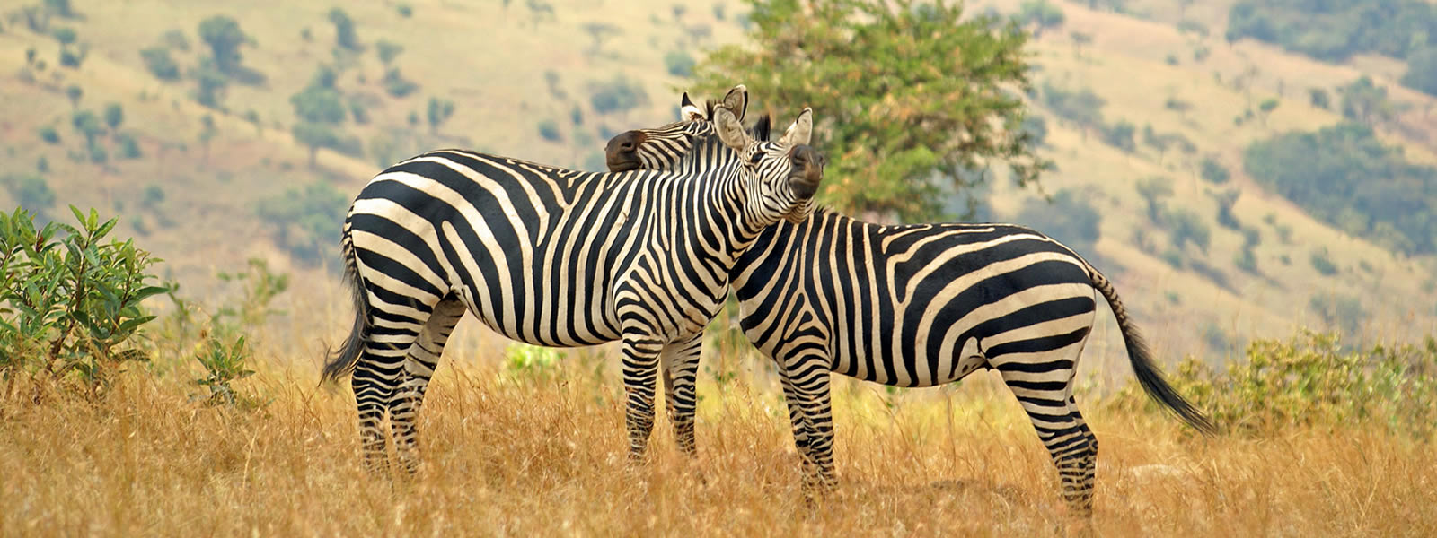 7-Day Rwanda Wildlife & Gorilla Safari