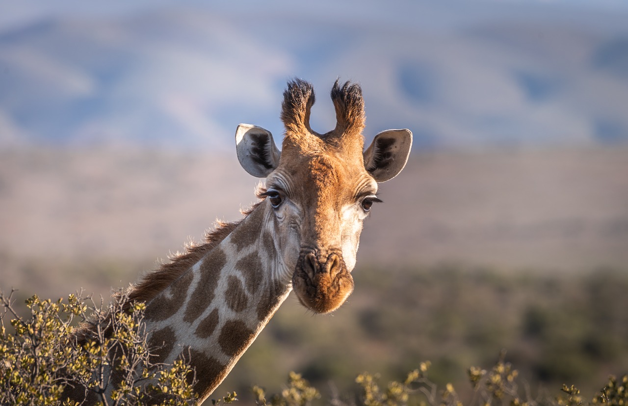 7-Day Rwanda Wildlife & Gorilla Safari