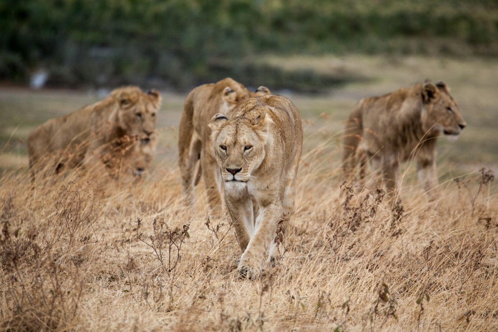 7-Day Tanzania Big Five Safari