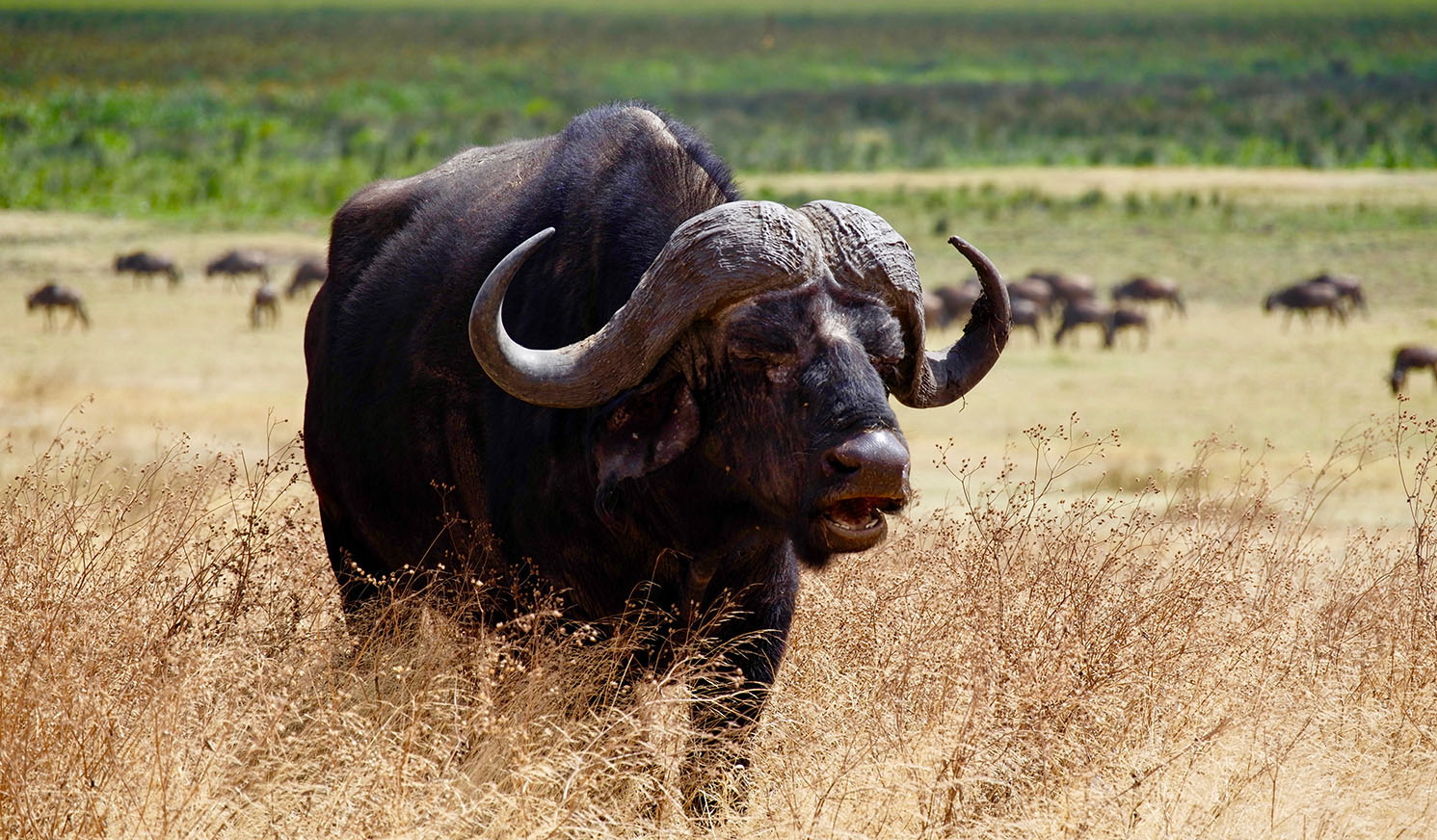 7-Day Tanzania Big Five Safari