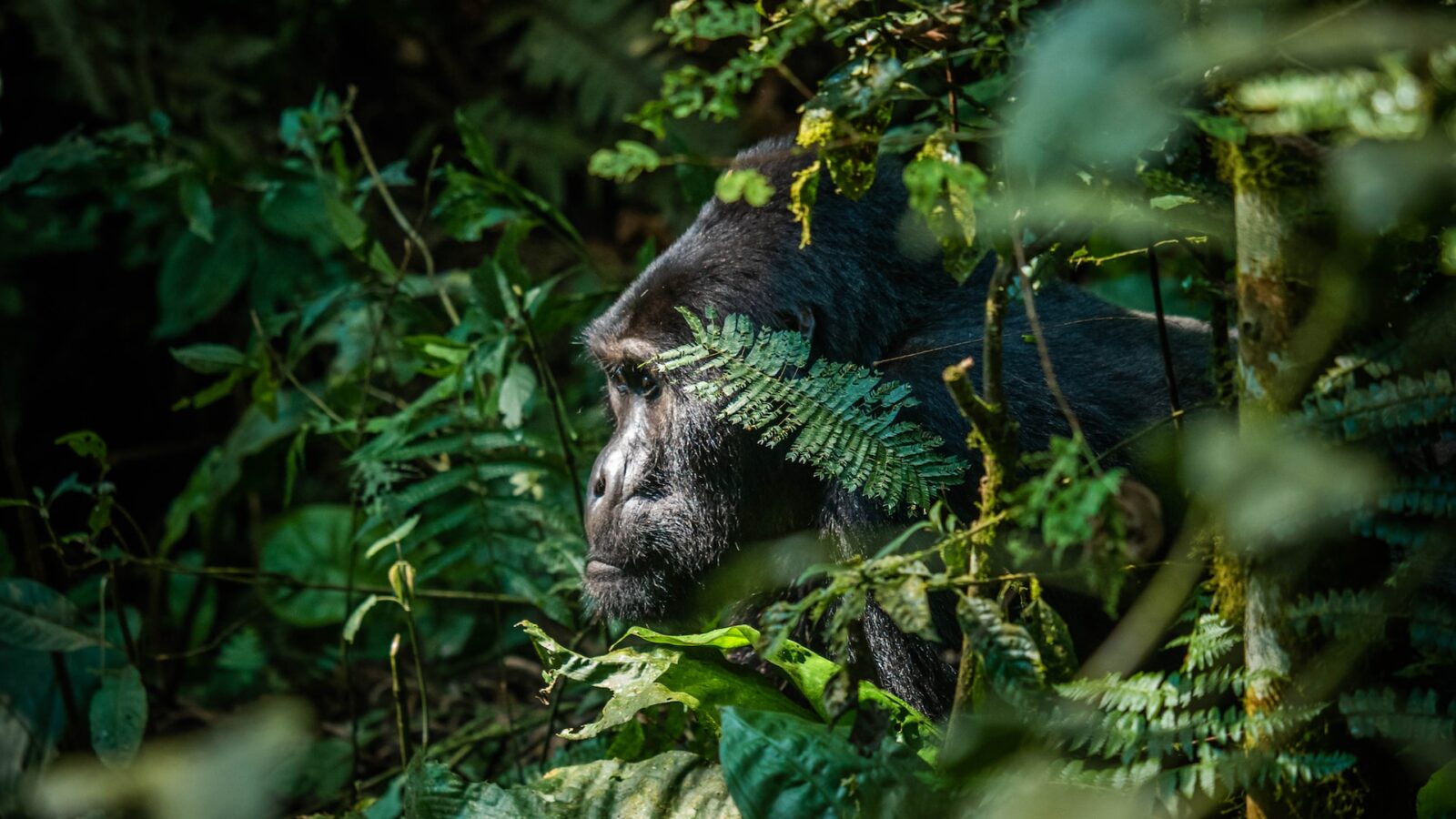 7-Day Uganda Wildlife & Gorillas Safari