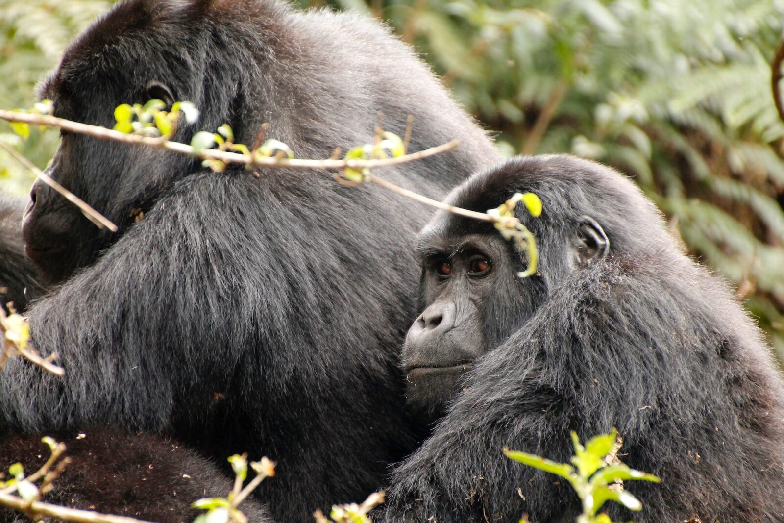 7-Day Uganda Wildlife & Gorillas Safari