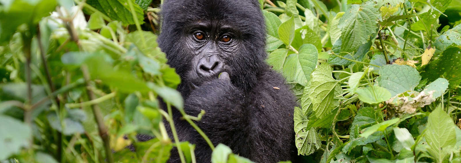 7-Day Uganda Wildlife & Gorillas Safari