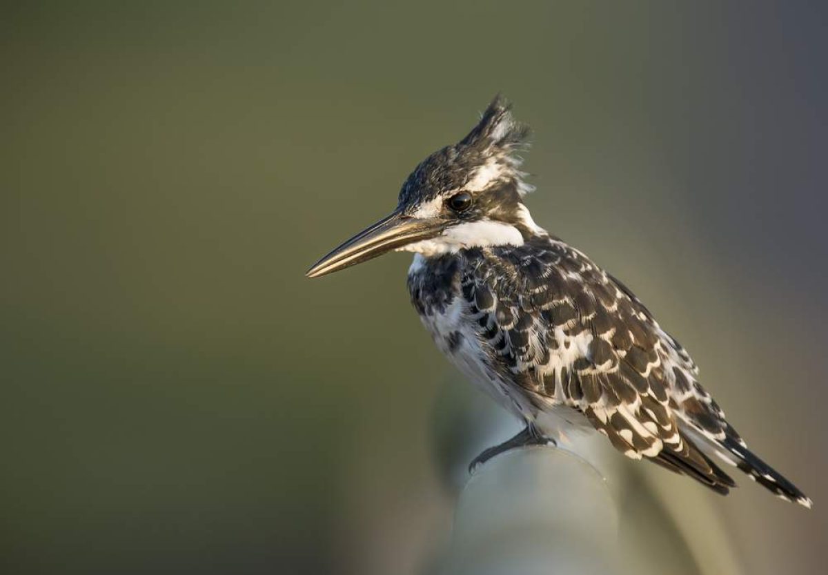 7 Days Kenya Birding Safari