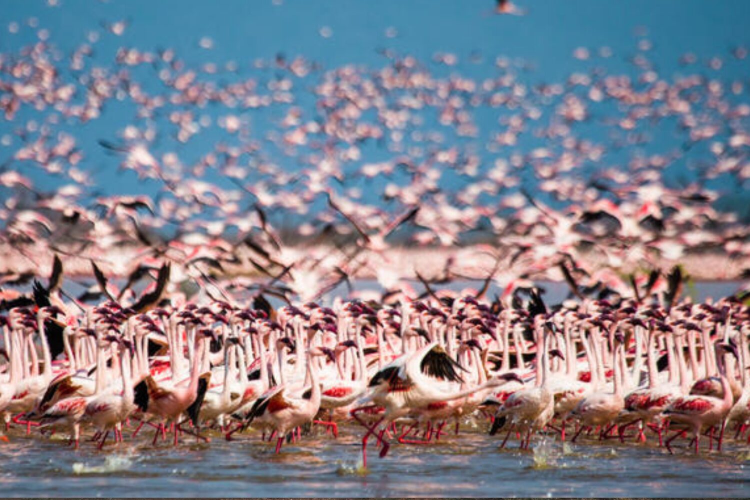 7 Days Kenya Birding Safari