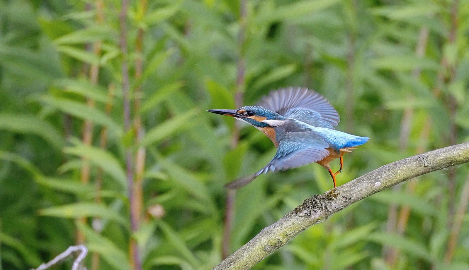 7 Days Kenya Birding Safari