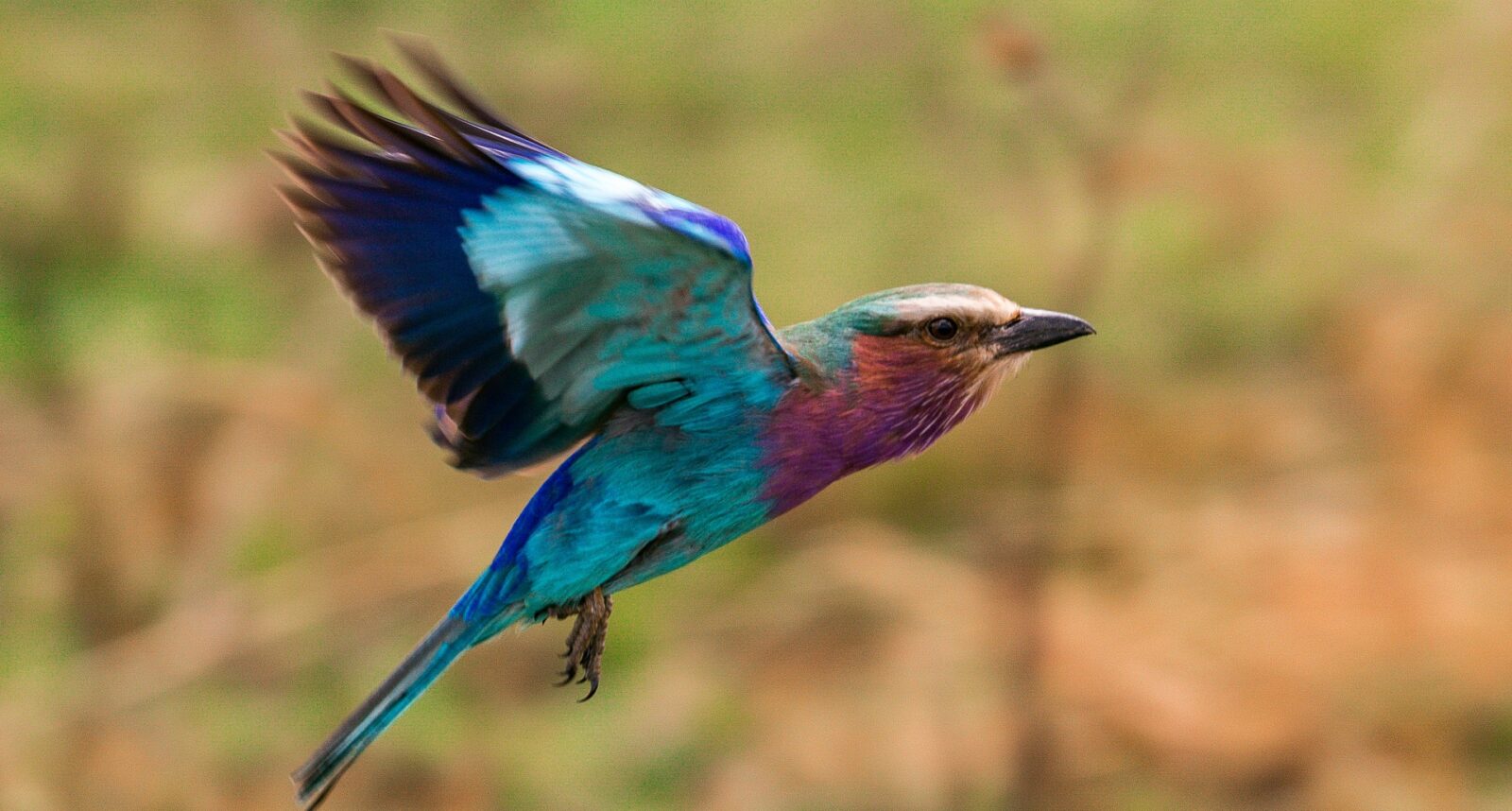 7 Days Kenya Birding Safari