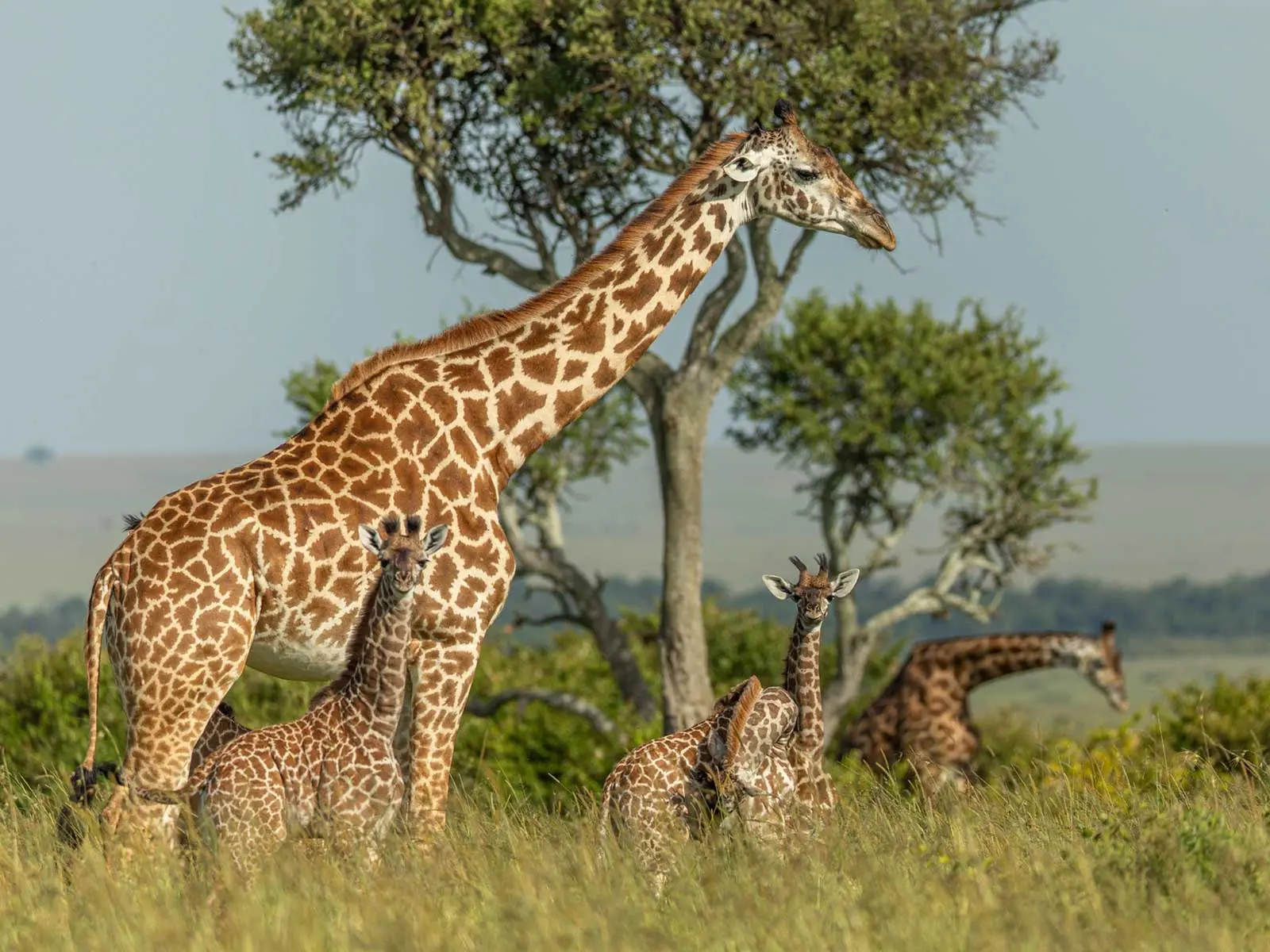 7 Days Kenya Highlands & Safari 2 7 Days Kenya Highlands & Safari