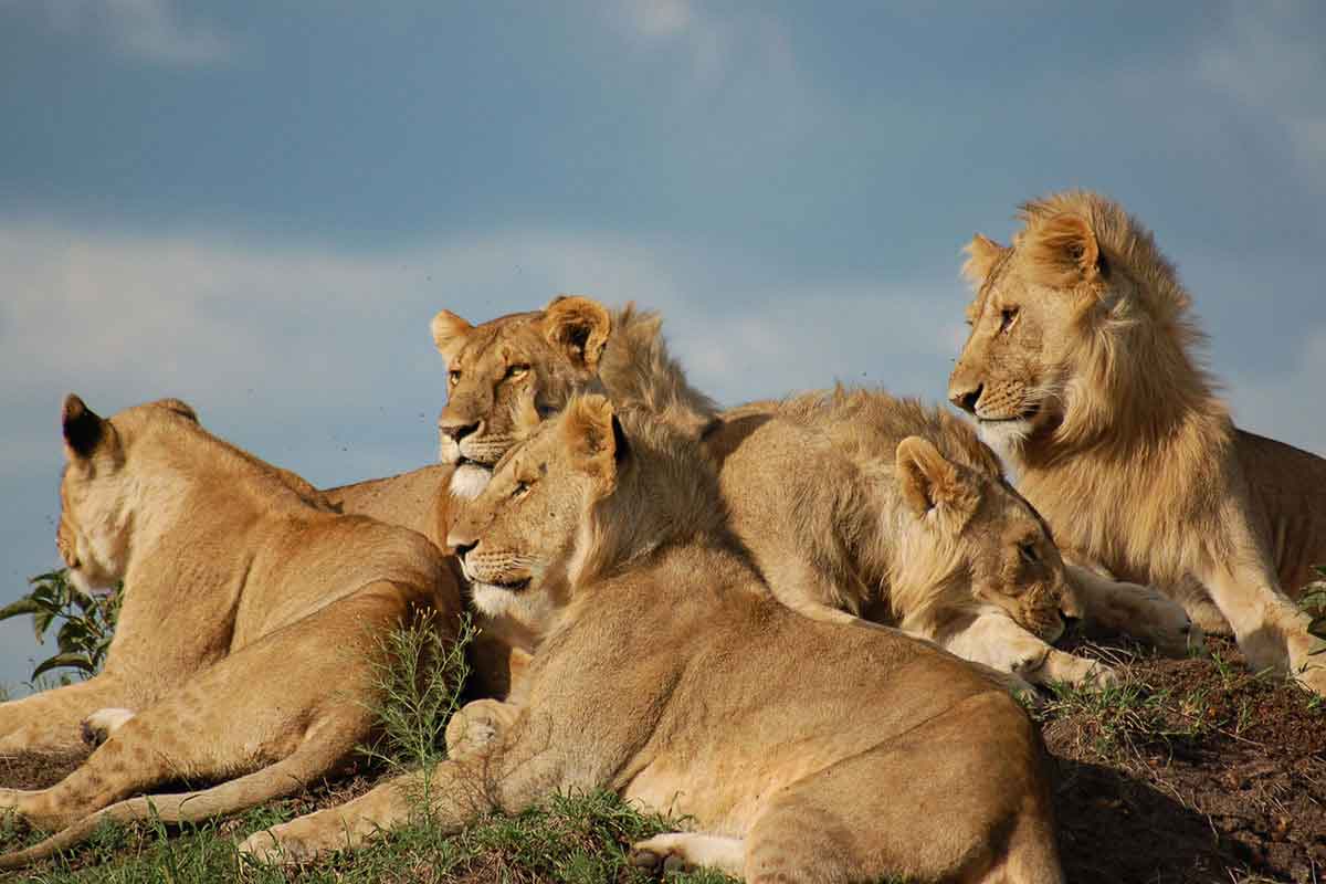 7 Days Kenya Highlands & Safari 3 7 Days Kenya Highlands & Safari