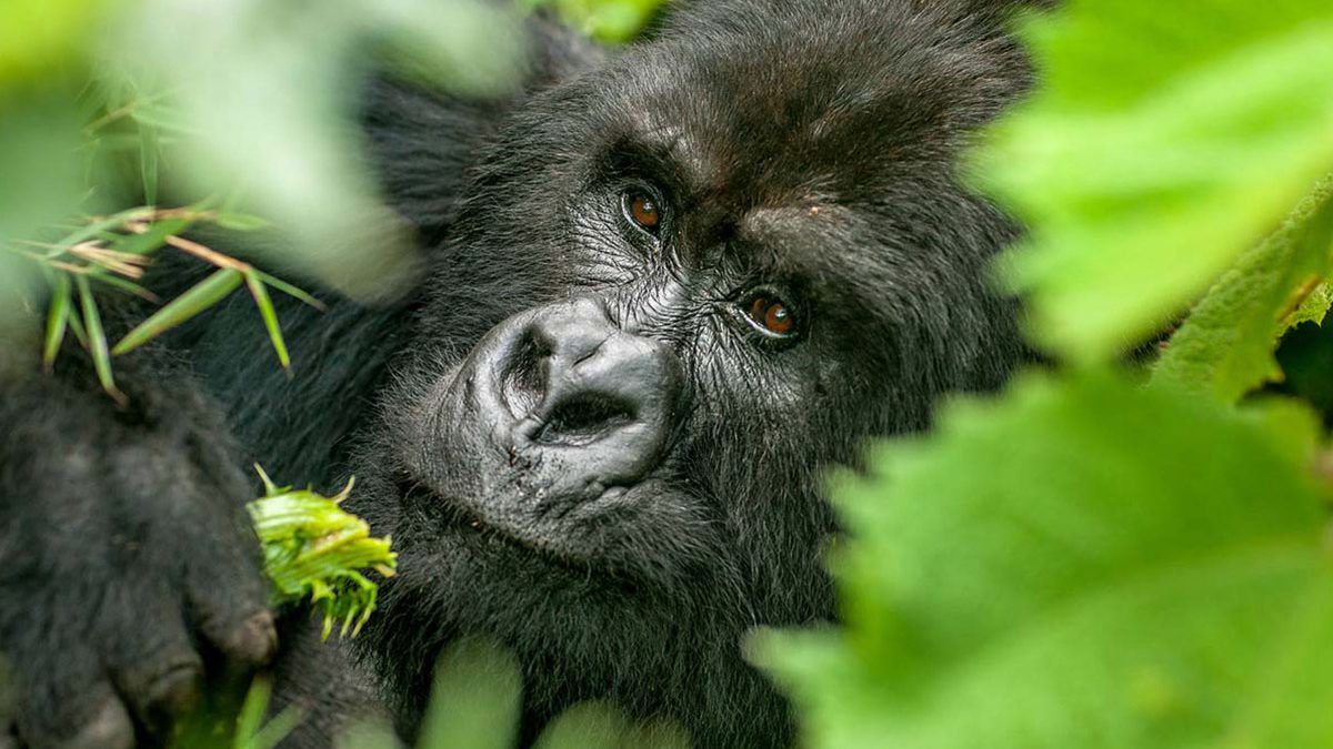 7 Days Rwanda Gorillas & Uganda Savannah Safari