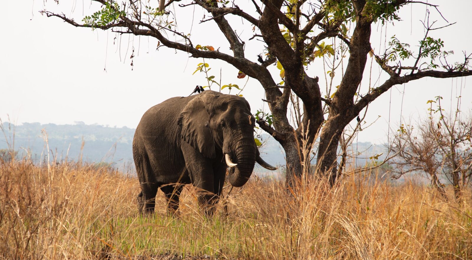 7 Days Rwanda Gorillas & Uganda Savannah Safari
