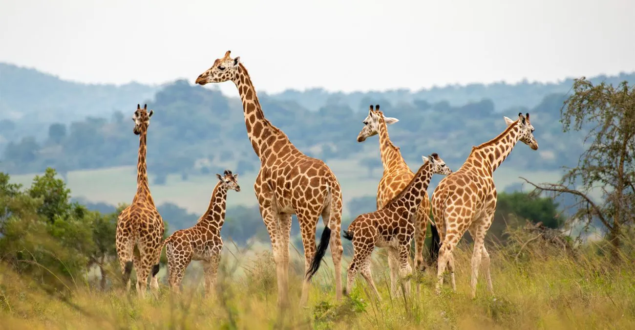 7 Days Rwanda Gorillas & Uganda Savannah Safari