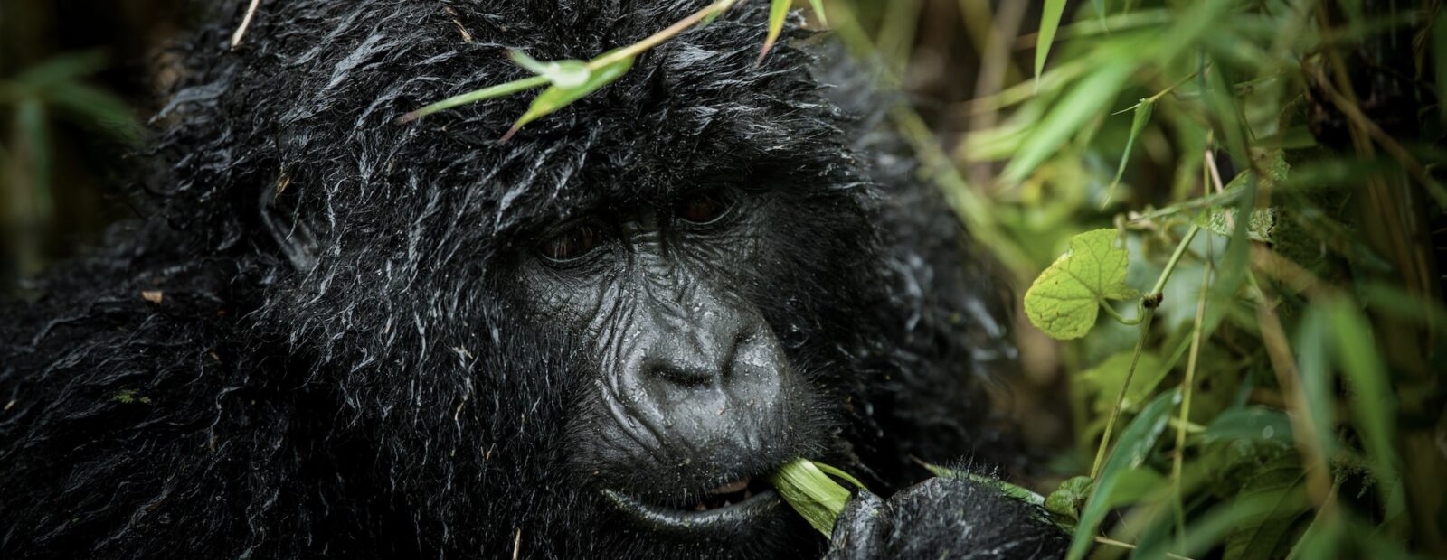 7 Days Rwanda Gorillas & Uganda Savannah Safari