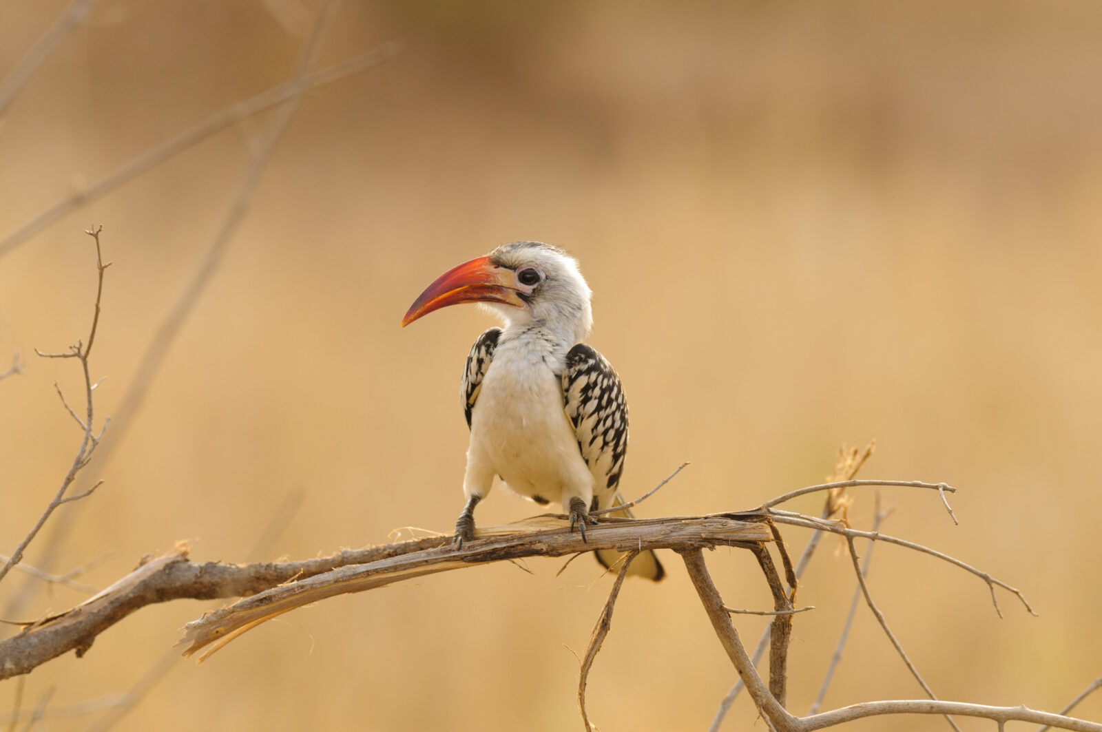 7 Days Tanzania Birding Safari