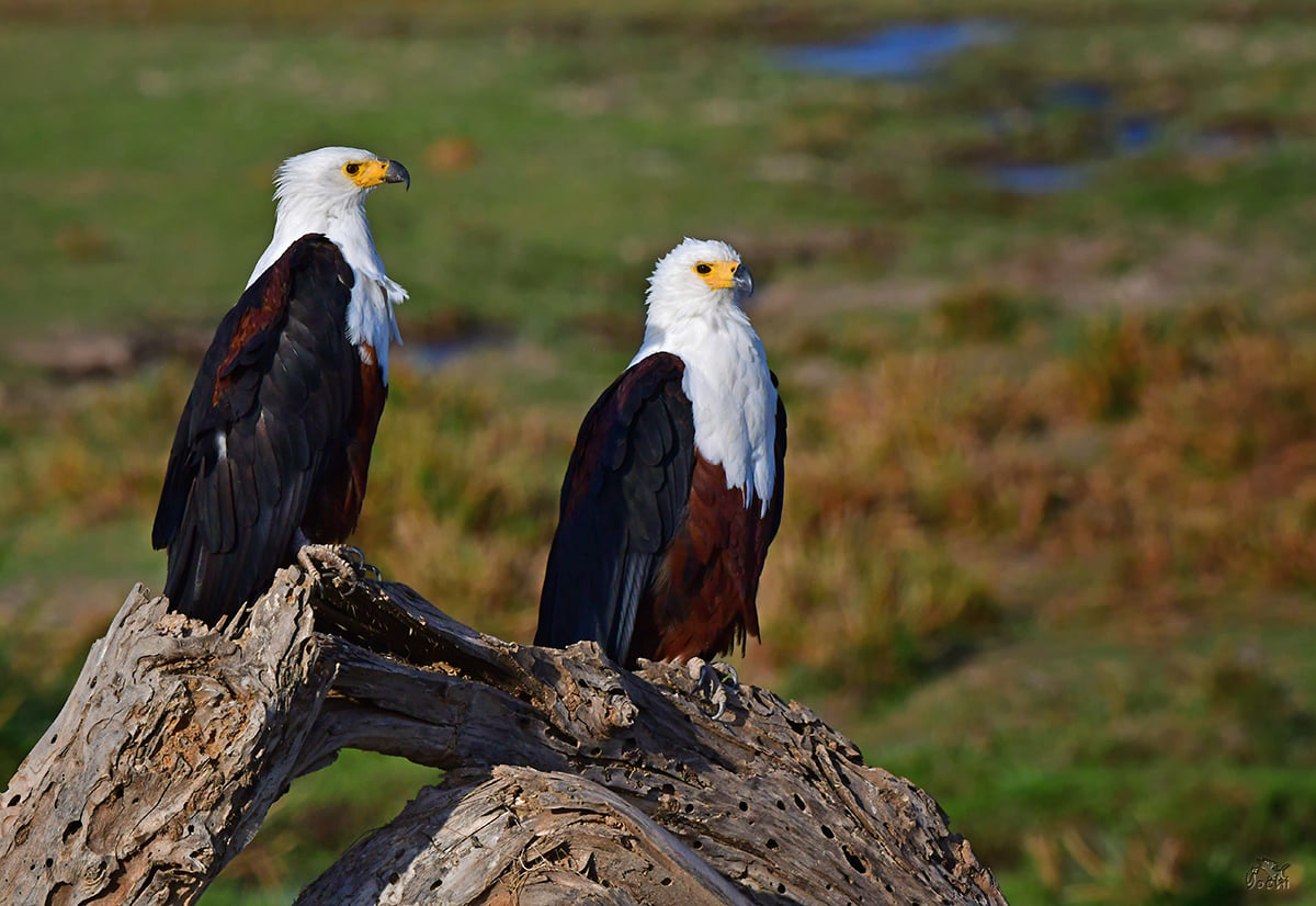 7 Days Tanzania Birding Safari