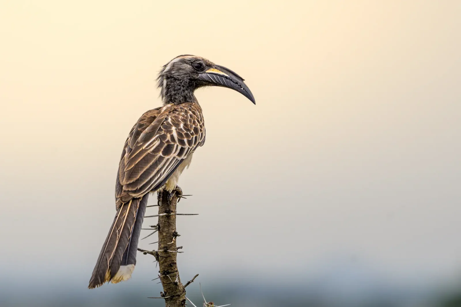 7 Days Tanzania Birding Safari