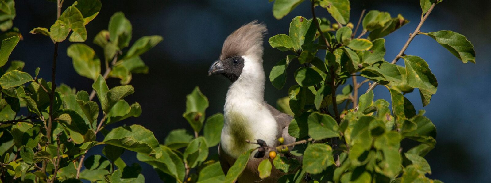 7 Days Tanzania Birding Safari