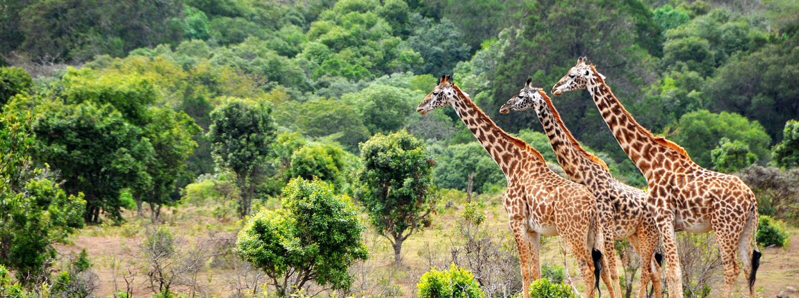 7 Days Tanzania Highlands & Safari