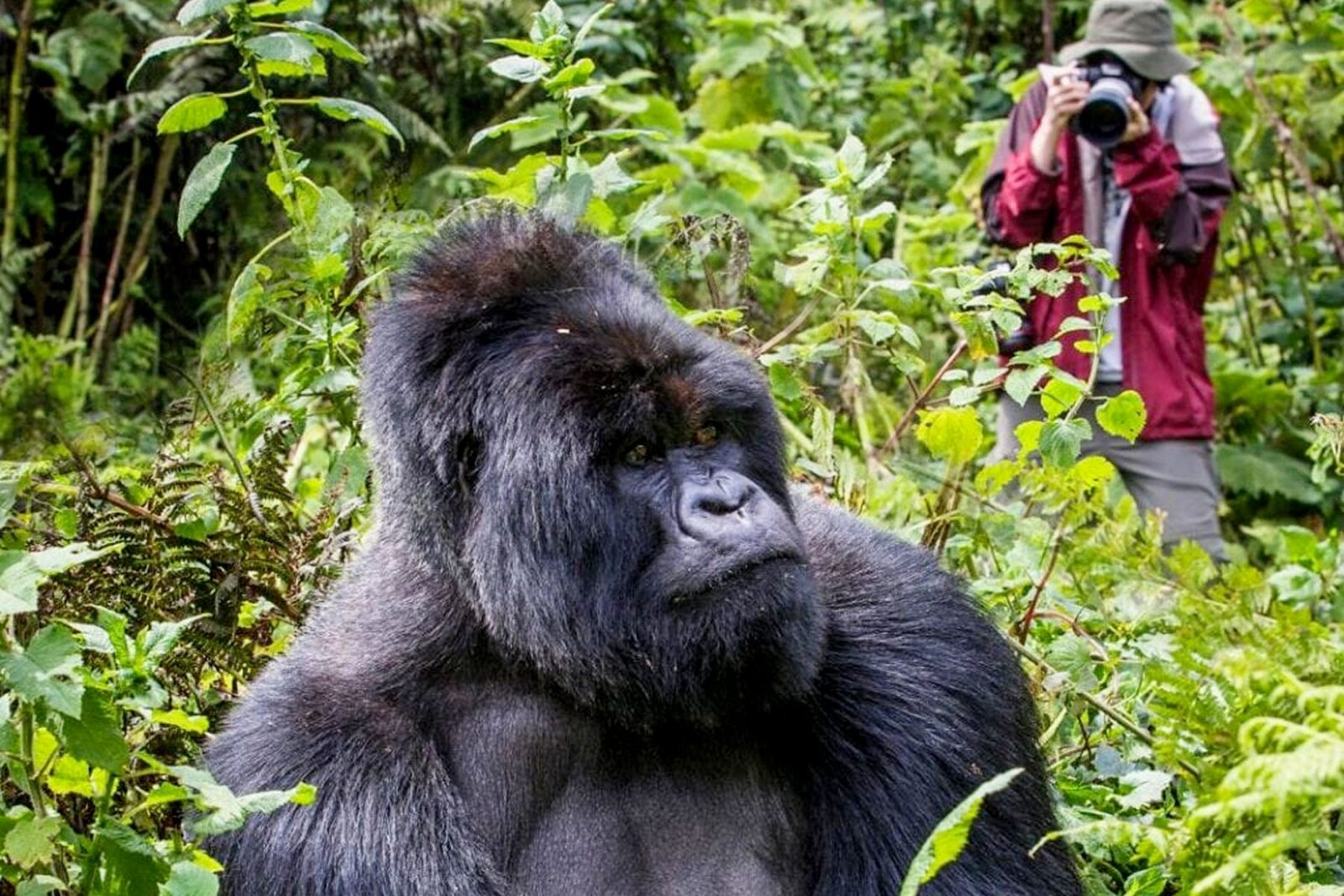 7 Days Uganda Volcanoes & Golden Monkey Safari