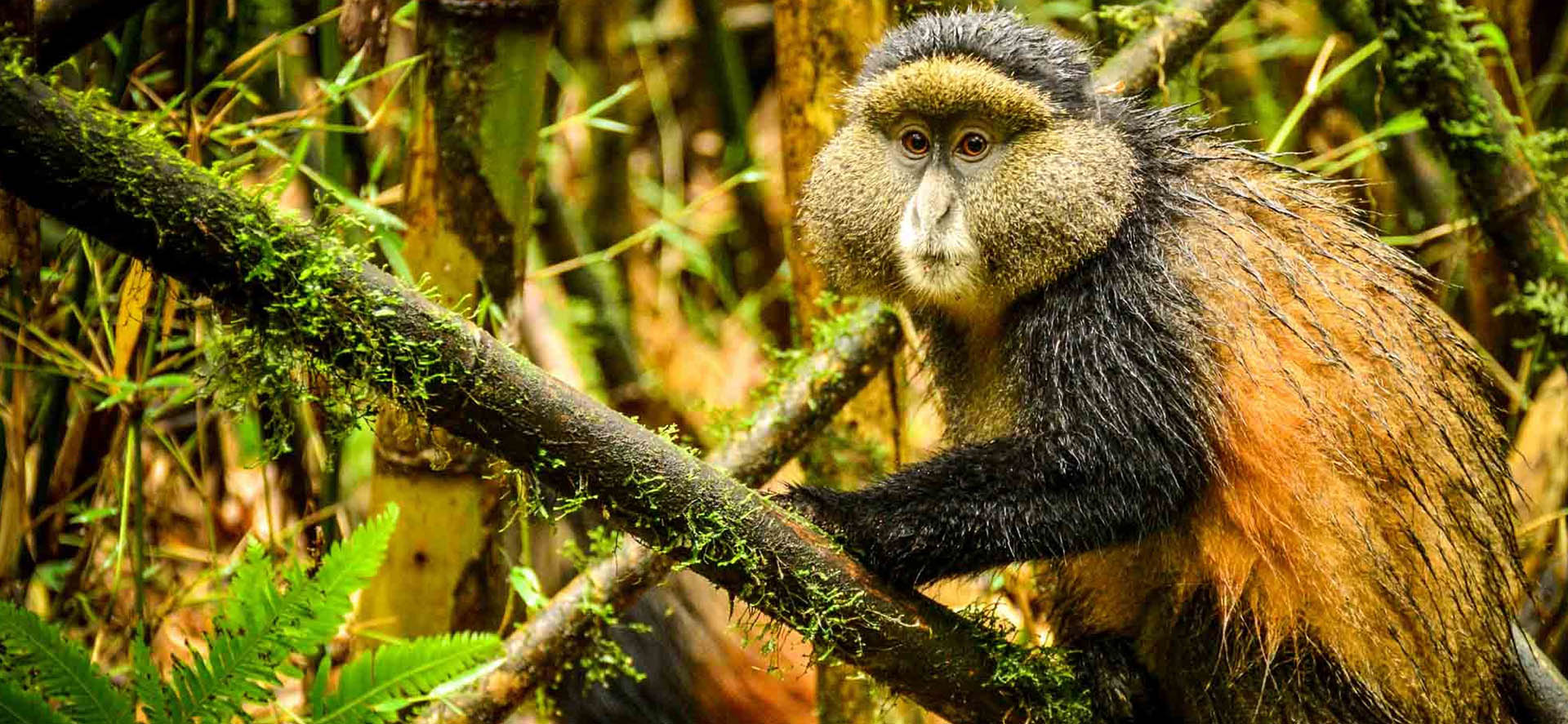 7 Days Uganda Volcanoes & Golden Monkey Safari