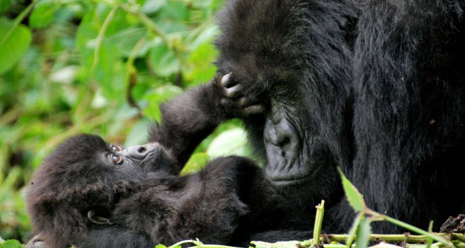 8-Day Rwanda Luxury Gorilla & Safari Experience