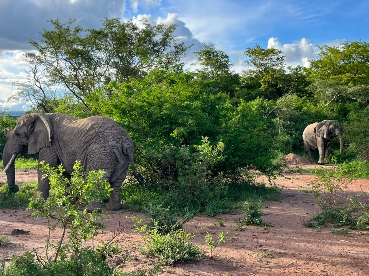 8-Day Rwanda Luxury Gorilla & Safari Experience