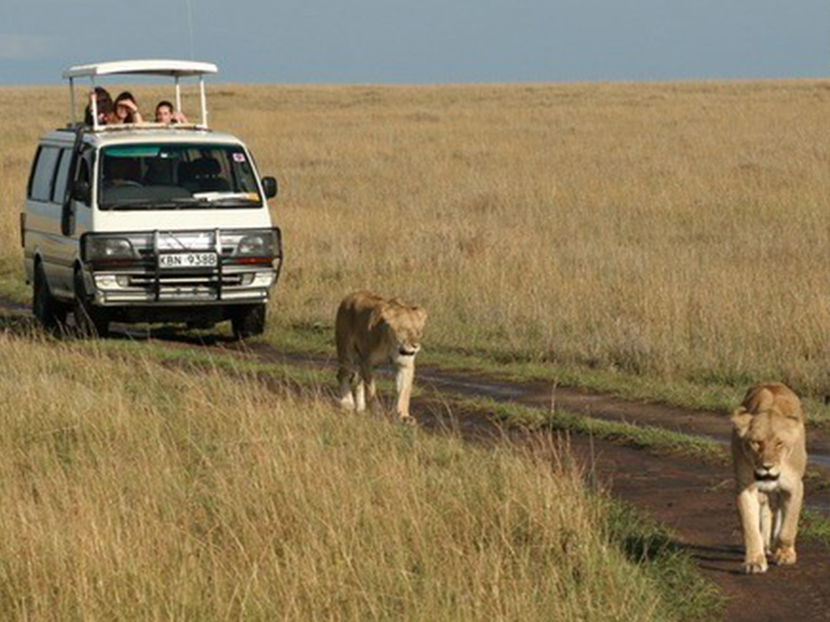 8-Day Rwanda Luxury Gorilla & Safari Experience