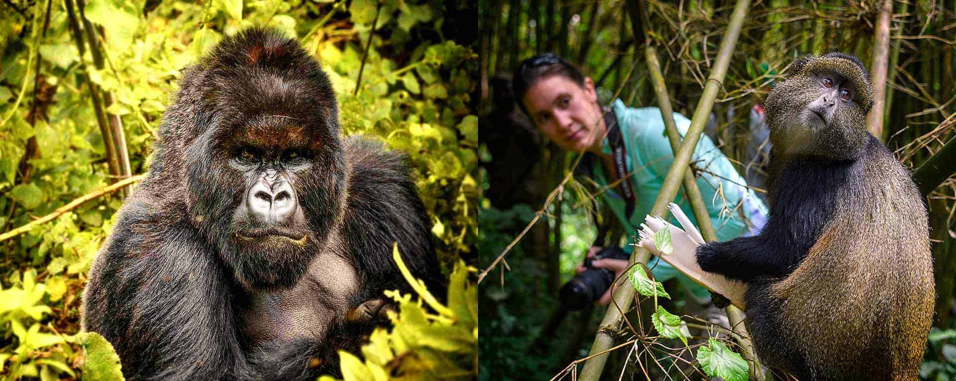 8-Day Rwanda Luxury Gorilla & Safari Experience